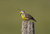 Eastern Meadowlark (Sturnella magna) calling, Seney National Wildlife Refuge, Michigan