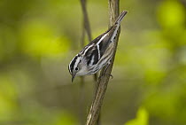 Black-and-white Warbler (Mniotilta varia) female, Crane Creek State Park, Ohio