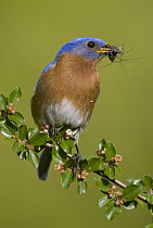 Eastern Bluebird (Sialia sialis) male feeding on insect prey, Huron Meadows Metropark, Michigan