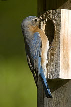 Eastern Bluebird (Sialia sialis) female at nest box, Huron Meadows Metropark, Michigan