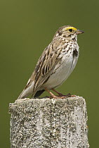 Savannah Sparrow (Passerculus sandwichensis), Crane Creek State Park, Ohio