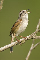 Swamp Sparrow (Melospiza georgiana) calling, Huron Meadows Metropark, Michigan
