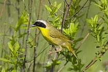 Common Yellowthroat (Geothlypis trichas), Huron Meadows Metropark, Michigan