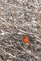 Northern Cardinal (Cardinalis cardinalis), Huron Meadows Metropark, Michigan
