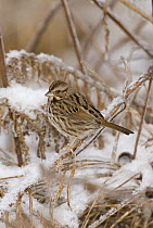 Swamp Sparrow (Melospiza georgiana), Kensington Metropark, Michigan