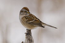 American Tree Sparrow (Spizella arborea), Kensington Metropark, Michigan