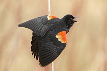 Red-winged Blackbird (Agelaius phoeniceus) male calling and displaying, Kensington Metropark, Michigan