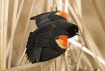 Red-winged Blackbird (Agelaius phoeniceus) male displaying, Kensington Metropark, Michigan