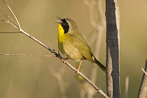 Common Yellowthroat (Geothlypis trichas) male calling, Huron Meadows Metropark, Michigan