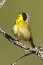 Common Yellowthroat (Geothlypis trichas) male calling, Huron Meadows Metropark, Michigan