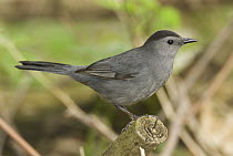 Gray Catbird (Dumetella carolinensis), Crane Creek State Park, Ohio