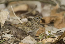 Lincoln's Sparrow (Melospiza lincolnii), Crane Creek State Park, Ohio