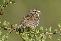 Song Sparrow (Melospiza melodia) calling, Huron Meadows Metropark, Michigan