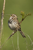 Song Sparrow (Melospiza melodia) calling, Huron Meadows Metropark, Michigan