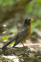 American Robin (Turdus migratorius), Crane Creek State Park, Ohio