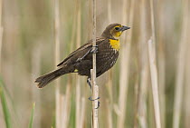 Yellow-headed Blackbird (Xanthocephalus xanthocephalus) female, J. Clark Salyer National Wildlife Refuge, North Dakota