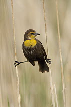 Yellow-headed Blackbird (Xanthocephalus xanthocephalus) female, J. Clark Salyer National Wildlife Refuge, North Dakota