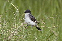 Eastern Kingbird (Tyrannus tyrannus), J. Clark Salyer National Wildlife Refuge, North Dakota