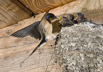 Barn Swallow (Hirundo Rustica) feeding, Michigan
