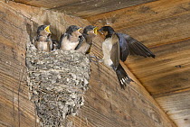 Barn Swallow (Hirundo Rustica) feeding chicks in nest, Michigan