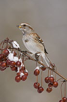 American Tree Sparrow (Spizella arborea), Huron Meadows Metropark, Michigan
