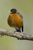 American Robin (Turdus migratorius), Crane Creek State Park, Ohio