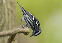 Black-and-white Warbler (Mniotilta varia) male feeding, Crane Creek State Park, Ohio