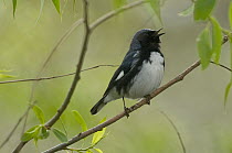 Black-throated Blue Warbler (Setophaga caerulescens) male calling, Crane Creek State Park, Ohio