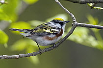 Chestnut-sided Warbler (Setophaga pensylvanica) male, Crane Creek State Park, Ohio