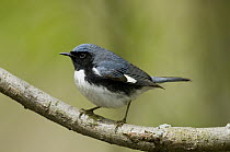 Black-throated Blue Warbler (Setophaga caerulescens) male, Crane Creek State Park, Ohio