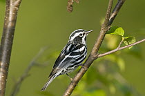 Black-and-white Warbler (Mniotilta varia) male, Rifle River Recreation Area, Michigan