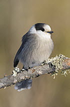 Canada Jay (Perisoreus canadensis), Sax-Zim Bog, Minnesota