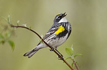 Yellow-rumped Warbler (Setophaga coronata) calling, Crane Creek State Park, Ohio
