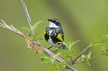 Yellow-rumped Warbler (Setophaga coronata), Crane Creek State Park, Ohio