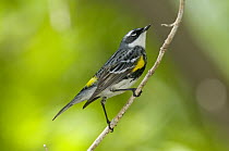 Yellow-rumped Warbler (Setophaga coronata), Crane Creek State Park, Ohio