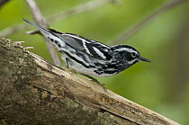 Black-and-white Warbler (Mniotilta varia) male, Crane Creek State Park, Ohio