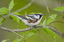 Chestnut-sided Warbler (Setophaga pensylvanica) male, Crane Creek State Park, Ohio