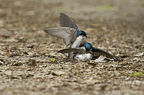 Tree Swallow (Tachycineta bicolor) males fighting to mate with female, Crane Creek State Park, Ohio