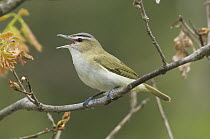 Red-eyed Vireo (Vireo olivaceus) calling, Rifle River Recreation Area, Michigan