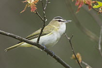 Red-eyed Vireo (Vireo olivaceus), Rifle River Recreation Area, Michigan