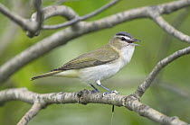 Red-eyed Vireo (Vireo olivaceus) calling, Rifle River Recreation Area, Michigan