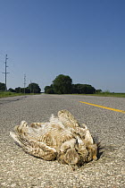 Great Horned Owl (Bubo virginianus) roadkill, Iowa