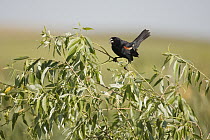 Red-winged Blackbird (Agelaius phoeniceus) male calling, South Dakota