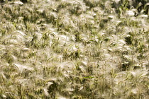 Barley (Hordeum sp) field, South Dakota