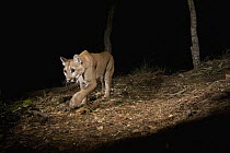 Mountain Lion (Puma concolor) wild juvenile walking at night, Aptos, Monterey Bay, California
