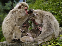 Japanese Macaque (Macaca fuscata) mothers grooming eachother, Jigokudani, Japan