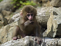 Japanese Macaque (Macaca fuscata) young feeding, Jigokudani, Japan