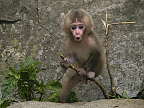Japanese Macaque (Macaca fuscata) young calling, Jigokudani, Japan