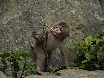 Japanese Macaque (Macaca fuscata) young chewing on twig, Jigokudani, Japan