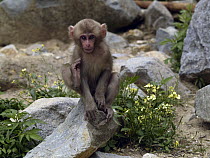 Japanese Macaque (Macaca fuscata) young scratching, Jigokudani, Japan